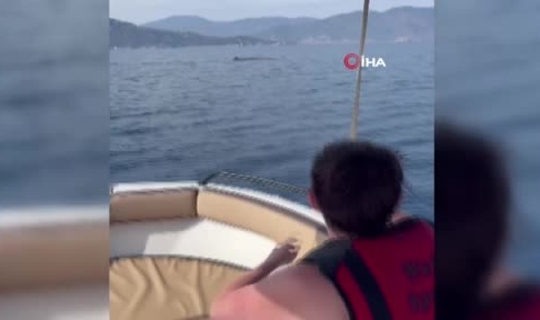 Marmaris açıklarında balina sürprizi