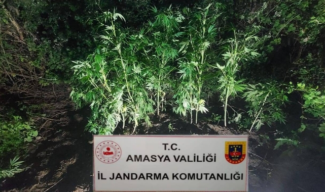 Nehir kenarına kenevir eken 2 şahıs yakalandı