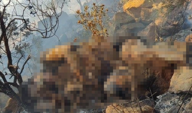 Orman yangınında bulunan ceset Belçika vatandaşı çıktı