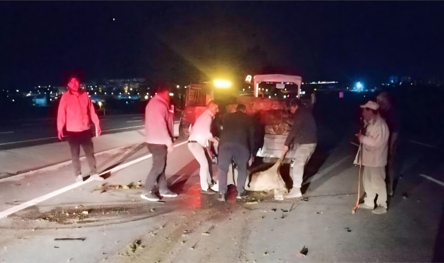 Otomobilin çarptığı sürüdeki 18 koyun telef oldu