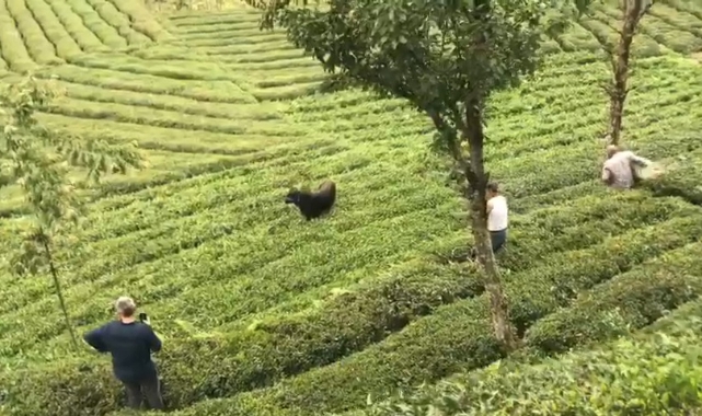Rize'de kaçan boğa sakinleştirici iğne ile yakalandı