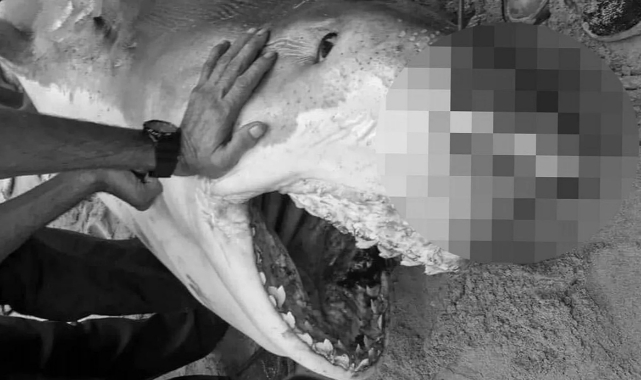 Rus turisti öldüren köpekbalığı müzede sergilenecek