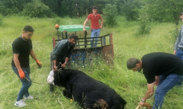 Sahibinden kaçan kurbanlık 4 kişiyi yaraladı