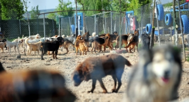 Terk edilen cins köpeklere yuva aranıyor