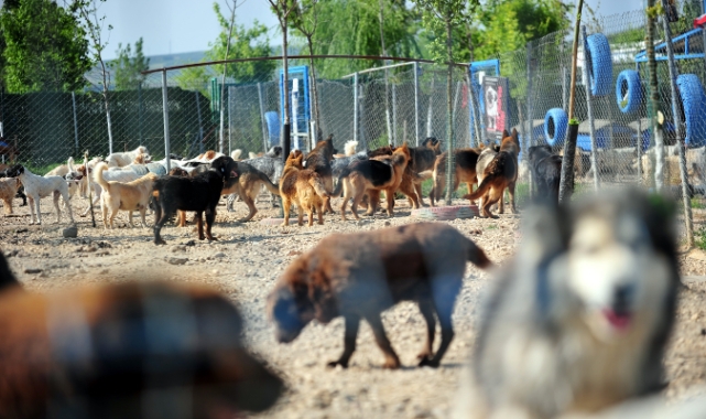 Terk edilen cins köpeklere yuva aranıyor