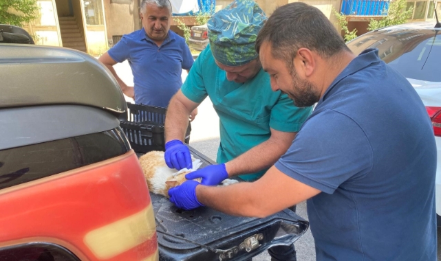 Veteriner ekipleri hasta kediler için seferber oldu