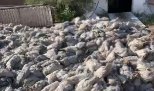 Yangında 20 bin tavuk öldü, 32 bin tavuk tedavi altında