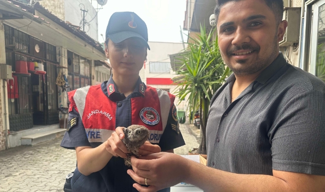 Yavru baykuşa jandarma koruması