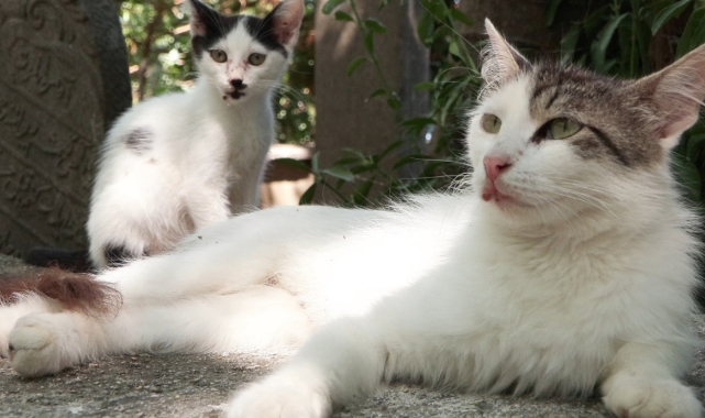 1 ayda 9 kedi asitle yakıldı