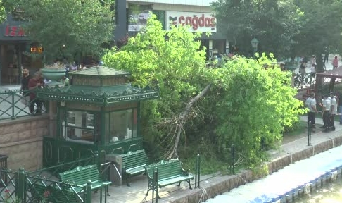 3'ü çocuk 11 kişi devrilen ağacın altında kaldı