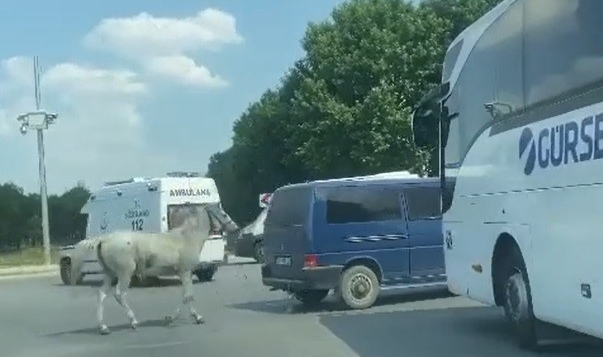 40 derece sıcaklıkta şoke eden görüntü! Atı bağlayıp...