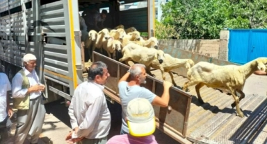 Adıyaman’da 254 baş hayvan dağıtıldı