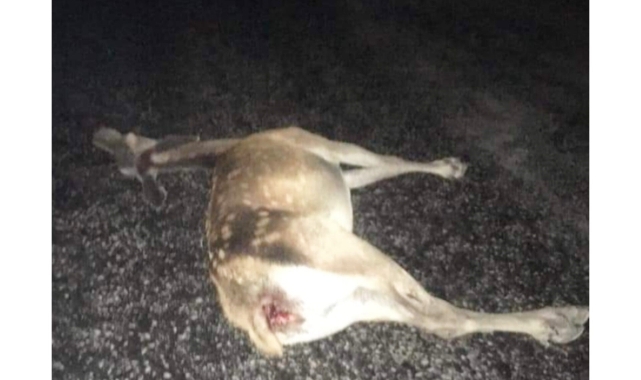 Ankara'da otomobil geyiğe çarptı: 3 yaralı