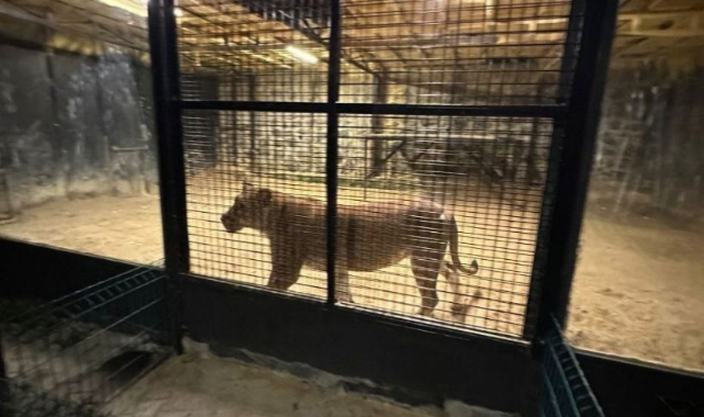 Beykoz’da ormanda ‘aslan avı’