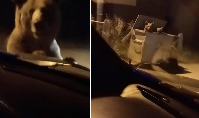 Bir anda aracın önüne fırladı
