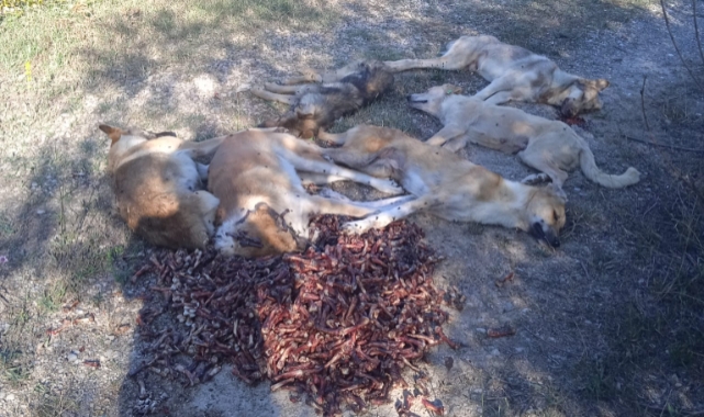 Bolu'da 6 köpek zehirlenerek katledildi!