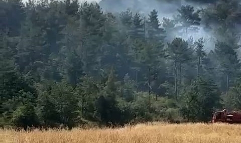 Bolu’da orman yangını