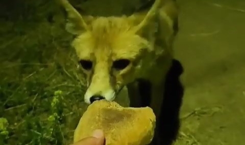 Bursa'da tilki, vatandaşın ellerinden ekmek yedi