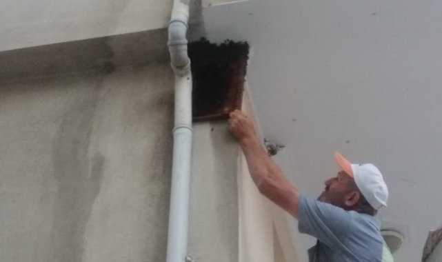 Bursa'da arılar apartmana oğul yaptı