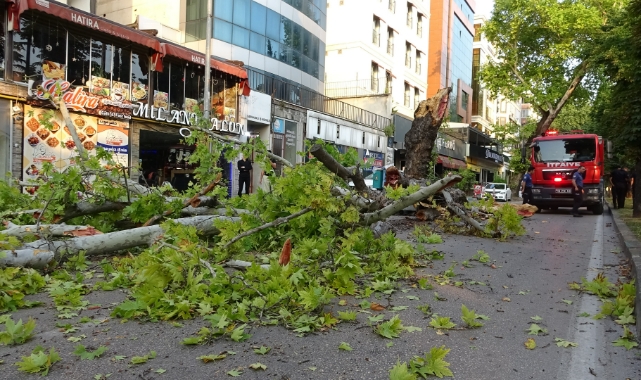 Bursa'da asırlık çınar ağacı devrildi