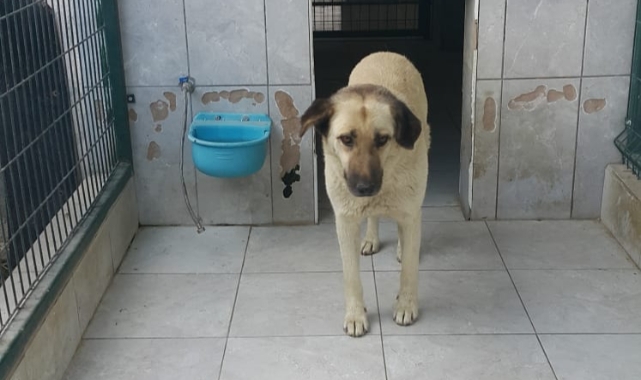 Bursa'da köpek dehşeti! 1 çocuk yaralı