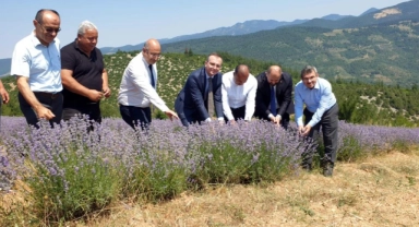 Bursa'da lavanta hasadı başladı