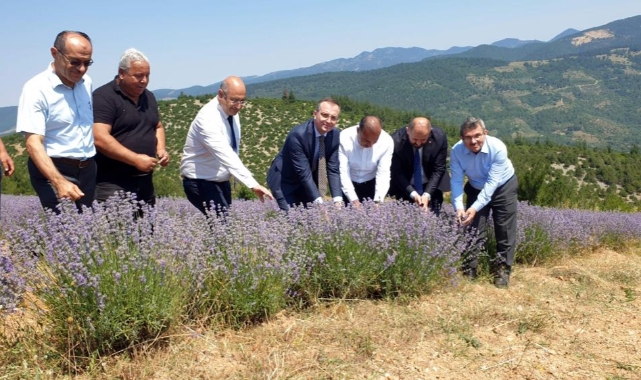 Bursa'da lavanta hasadı başladı