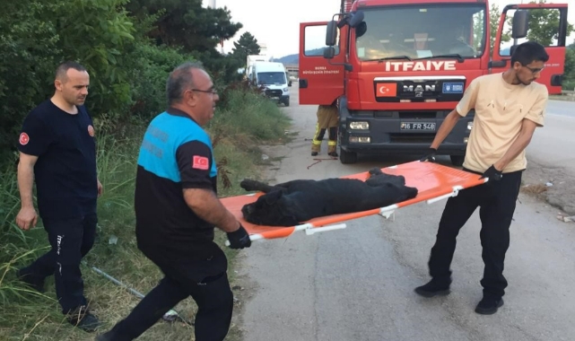 Bursa'da nefes kesen köpek kurtarma operasyonu
