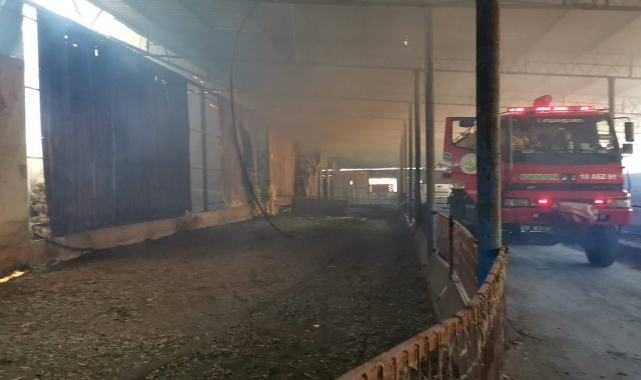 Büyükbaş hayvan çiftliğinde yangın çıktı