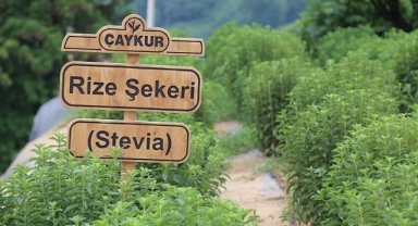 ÇAYKUR'da alımlar başlıyor