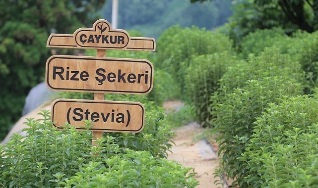 ÇAYKUR'da alımlar başlıyor