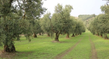 Dökme zeytinyağı ihracatına fon kesintisi yapıldı