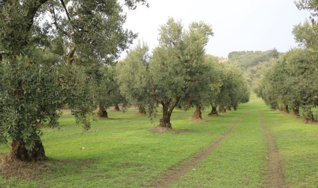 Dökme zeytinyağı ihracatına fon kesintisi yapıldı