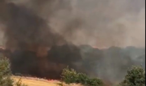 Edirne’de 2 bin dönüm ayçiçek tarlası küle döndü