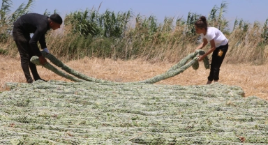 'El Nino' sıcağında tütün kurutma mücadelesi