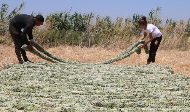 'El Nino' sıcağında tütün kurutma mücadelesi