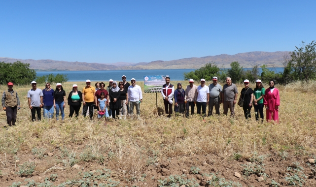 Elazığ’da kadın çiftçiler nohut hasadına başladı