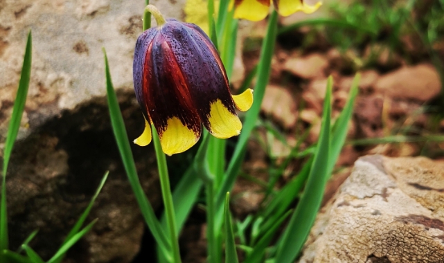 Elazığ'da ters lale türü keşfedildi
