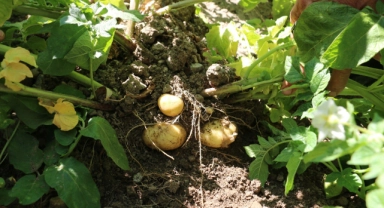 Erzincan'da patates projesi başarıyla uygulanıyor