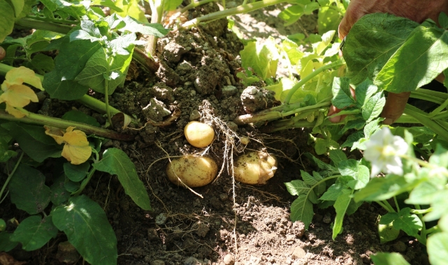 Erzincan'da patates projesi başarıyla uygulanıyor