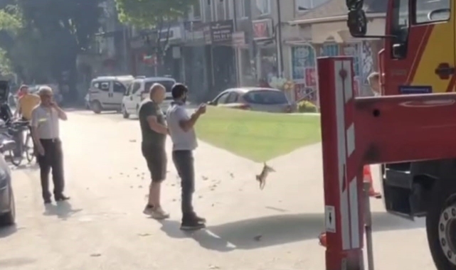 Esnaf ve itfaiyeden kedi operasyonu