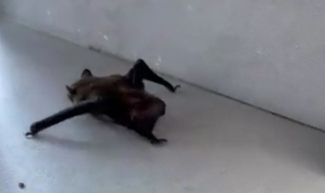 Evlere giren yarasalar paniğe neden oldu