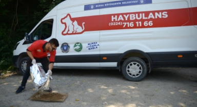 Haybulans'tan 4 ayda 900 sokak hayvanına acil müdahale