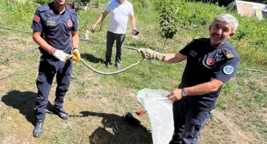 İznik'te dev yılanı eliyle yakaladı