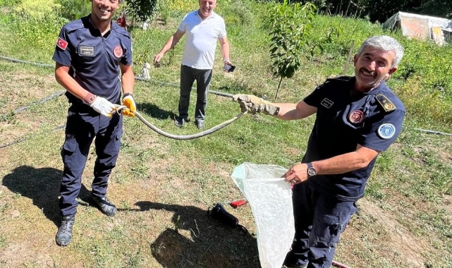 İznik'te dev yılanı eliyle yakaladı