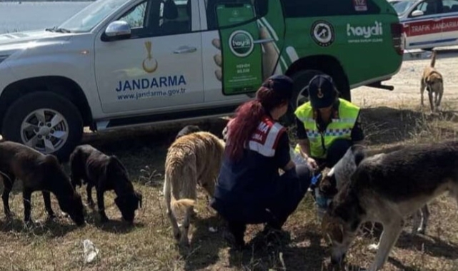 Jandarmalar sahipsiz hayvanlara su ve mama verdi