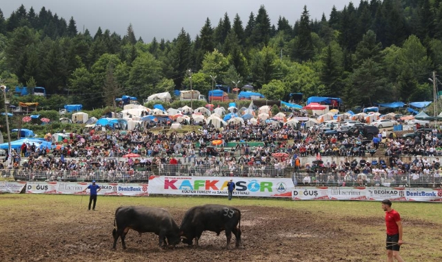 Kafkasör Festivali'nin 3. gününde 32 boğa güreşti
