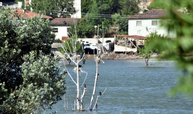 Karabataklar, Boğazköy Barajı'nda toplu halde yuva yaptı