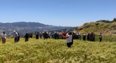 Konyaaltı’nda adaçayı hasatı başladı