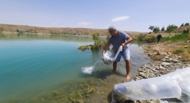 Korkuteli göletlerine sazan yavruları bırakıldı